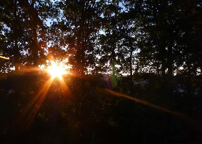 Protea בולסלאביש